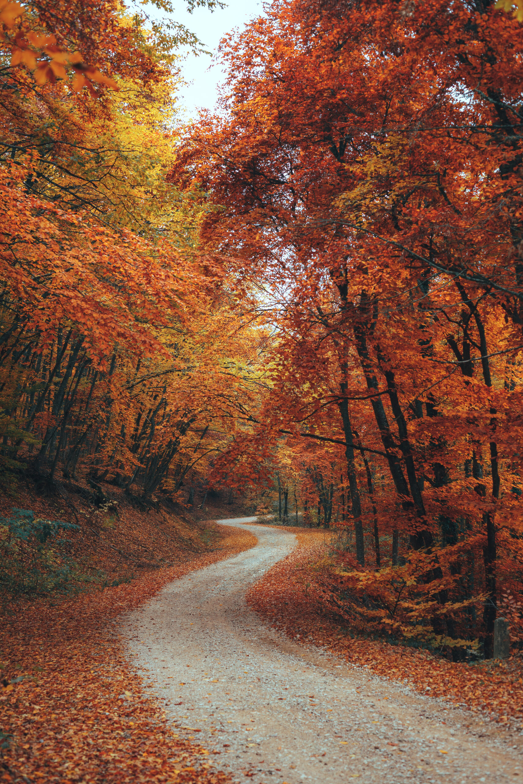 🍂Octobre en douceur – rituels naturels pour booster son énergie et son immunité